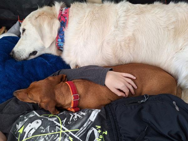 Psychologick&aacute; praxe v oblasti canisterapie - Brno