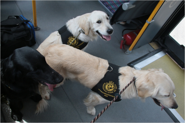 Vyjádření společnosti KORDIS k cestování s canisterapeutickými psy v rámci IDS JMK